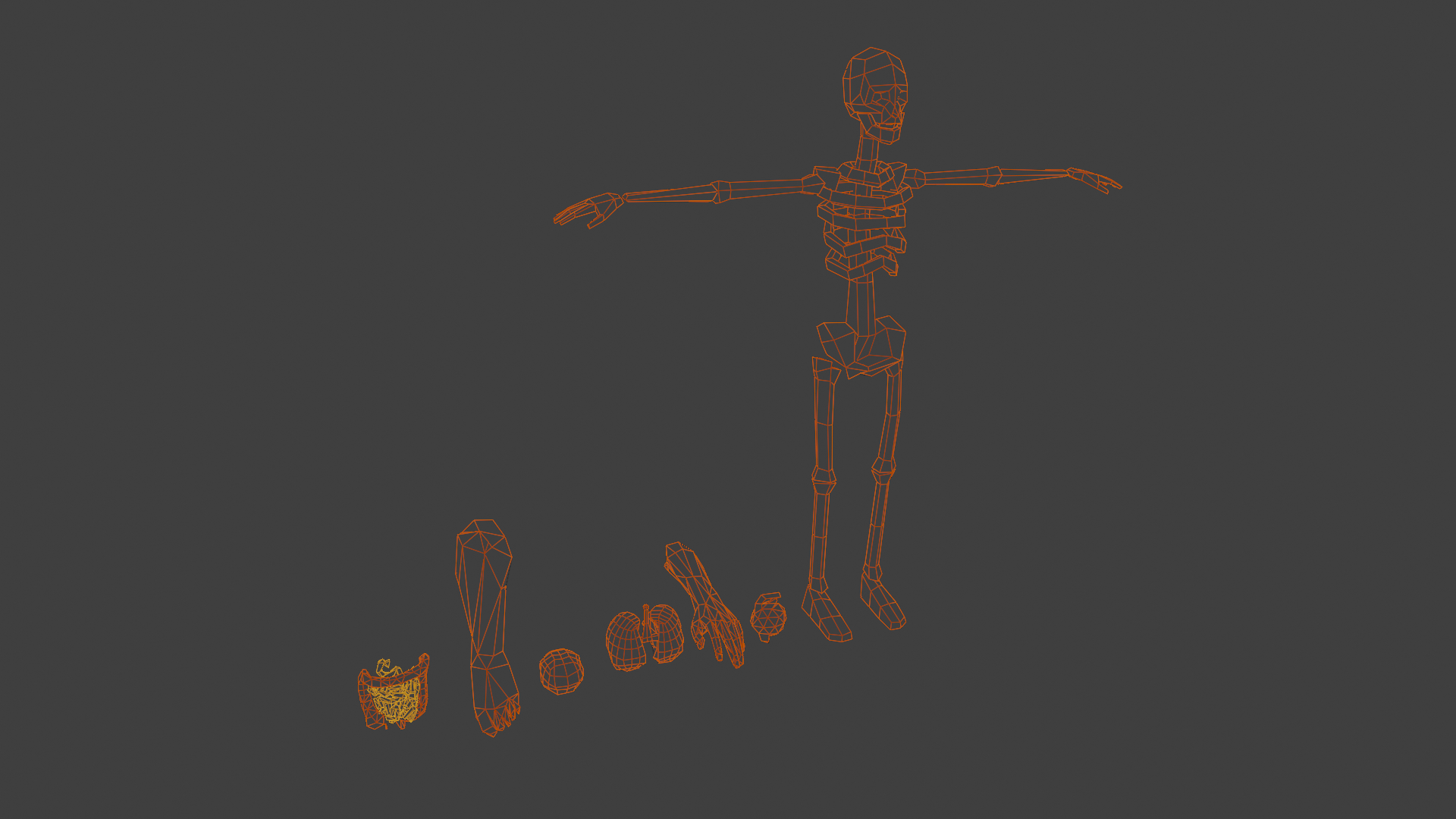 Anatomy (LOW-POLY) preview image 2